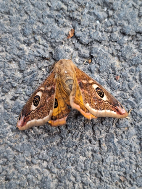 Saturnia pavoniella/pavonia