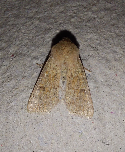 Orthosia miniosa - sárgás barkabagoly
