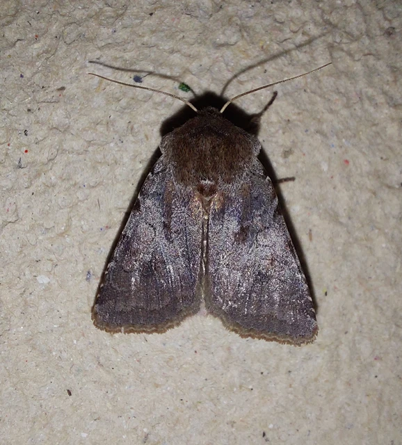 Cerastis rubricosa - vörhenyes tavaszibagoly