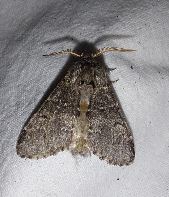 Drymonia ruficornis - cserfa-púposszövő