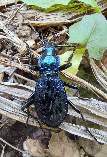 Carabus intricatus - kék laposfutrinka