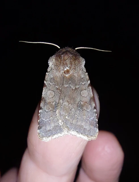 Cerastis rubricosa - vörhenyes tavaszibagoly