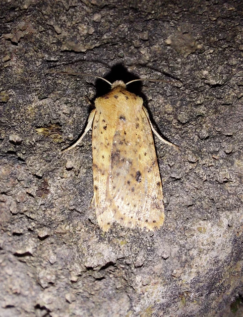 Conistra rubiginea - vörös őszibagoly