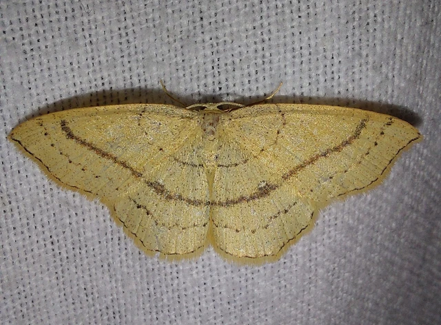 Cyclophora linearia - vonalas pettyesaraszoló