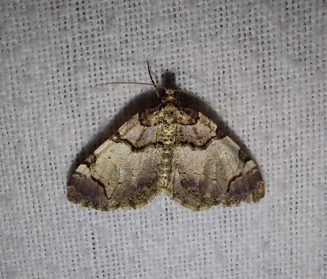 Anticlea derivata - vadrózsa-tarkaaraszoló