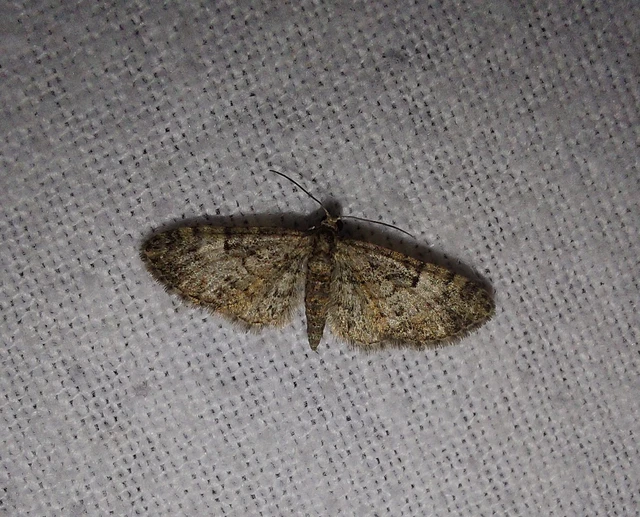 Eupithecia dodoneata - tölgy-törpearaszoló