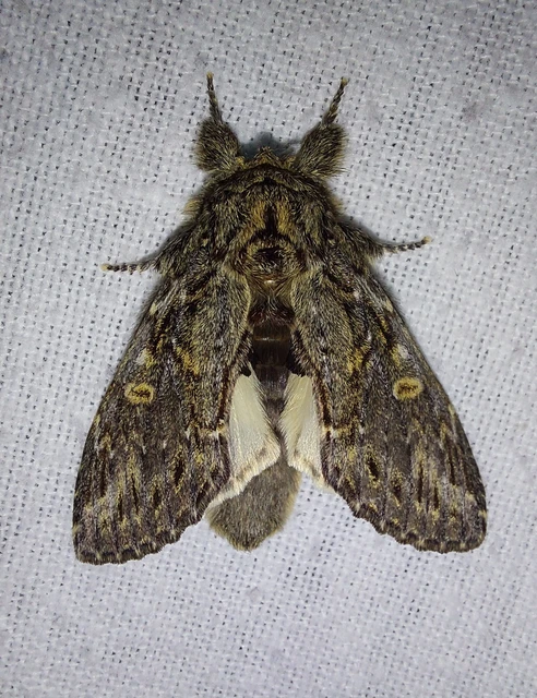 Peridea anceps - füstös púposszövő