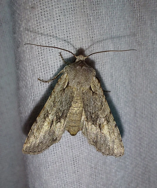 Lithophane ornitopus - közönséges fabagoly