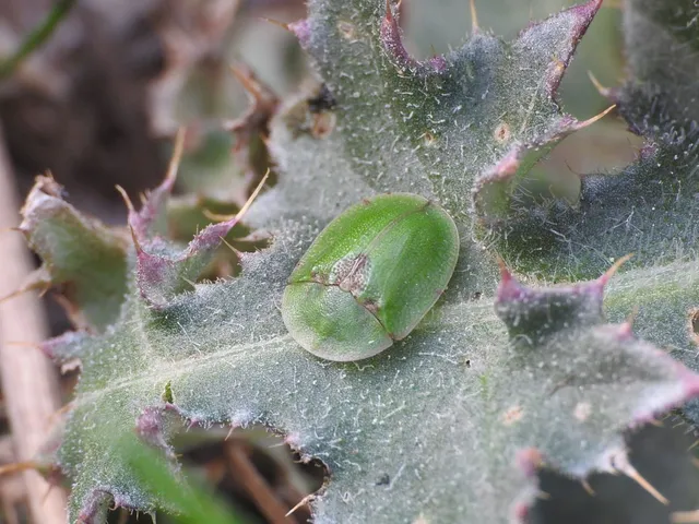 Cassida rubiginosa - lapos pajzsbogár Cassida rubiginosa - lapos pajzsbogár
