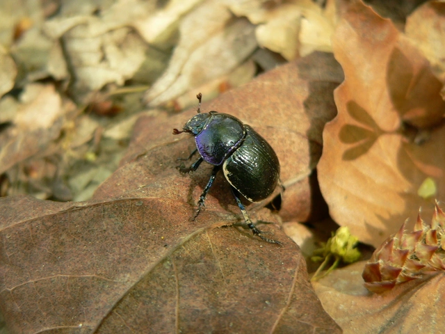 Anoplotrupes stercorosus - erdei álganéjtúró