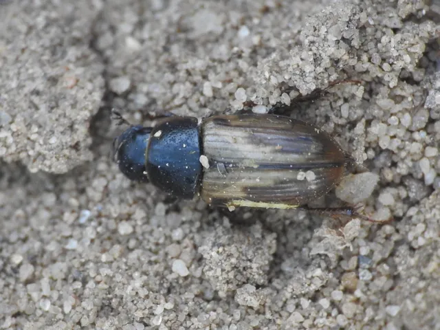 Aphodius prodromus - sárgalábú trágyabogár