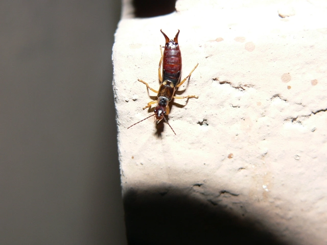 Forficula auricularia - közönséges fülbemászó