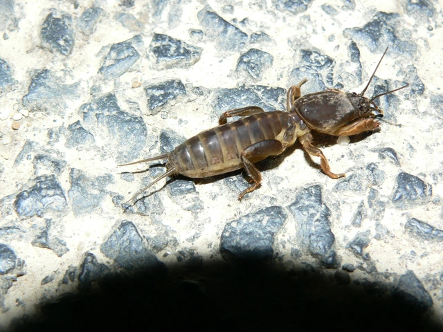 Gryllotalpa
