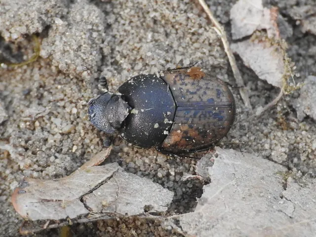 Onthophagus nuchicornis - homoki trágyatúró