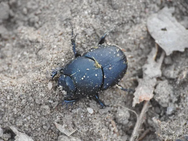 Euonthophagus amyntas alces - egyléces trágyatúró