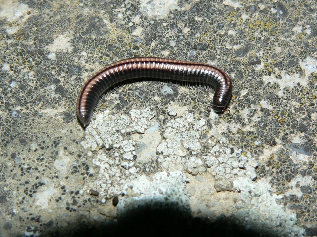 Diplopoda - Ikerszelvényesek