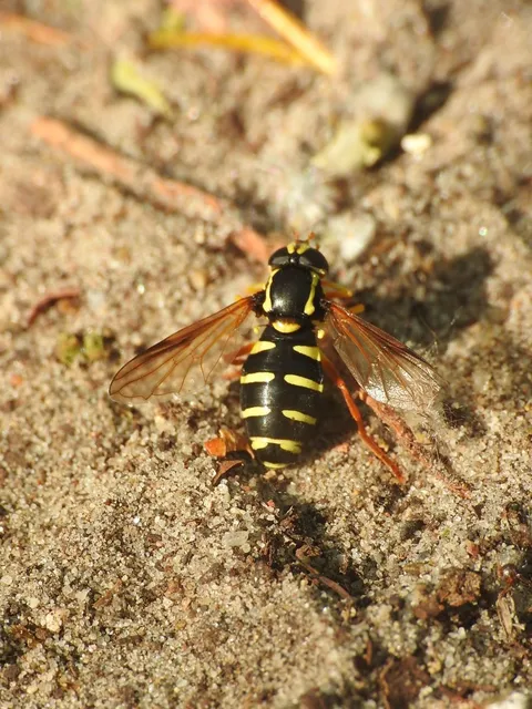 Xanthogramma citrofasciatum - korai oldalsávoslégy