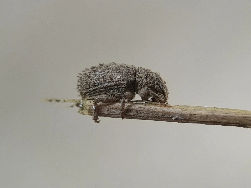 Trachyphloeus parallelus - pompás éjiormányos