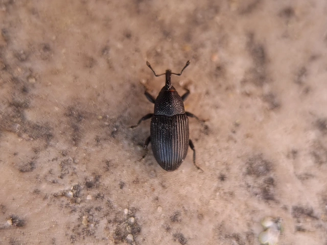 Baris artemisiae - feketeüröm báris