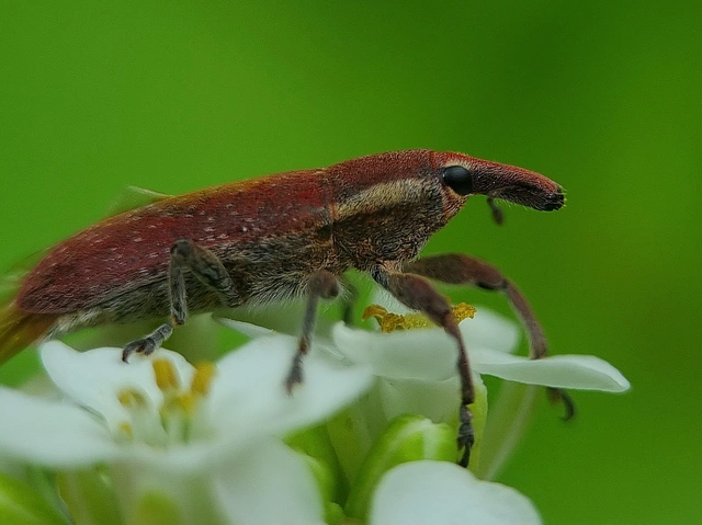 Lixus vilis - gémorr-dudvabarkó