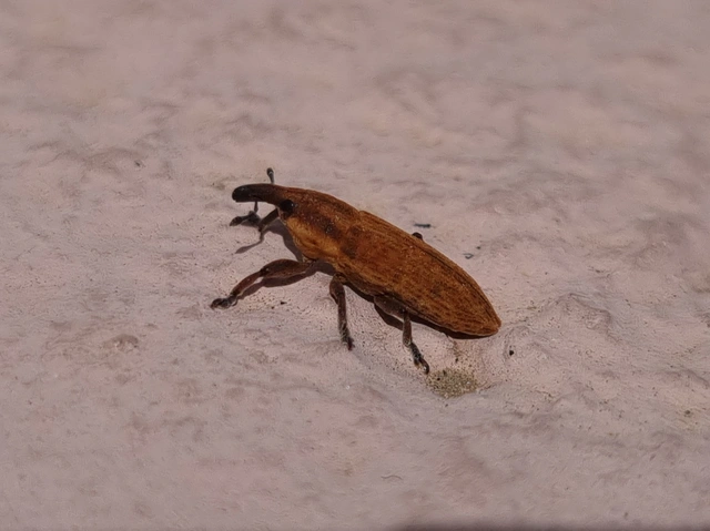Lixus brevipes - vaskosorrú dudvabarkó