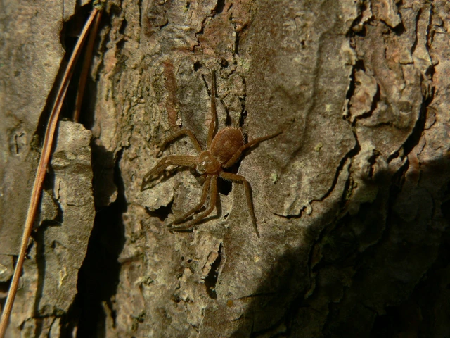 Philodromus fuscomarginatus - erdeifenyő-fürgekarolópók