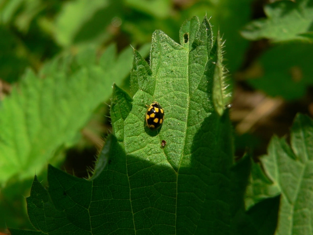 Propylea quatuordecimpunctata - tizennégypettyes füsskata