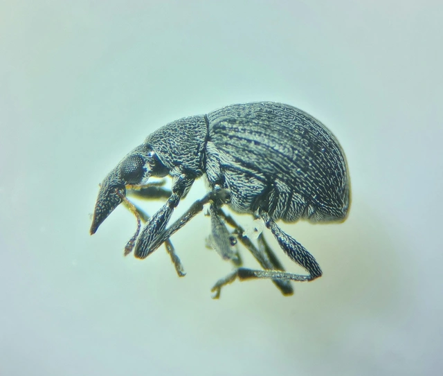 Oxystoma craccae - kaszanyügbükköny-cickányormányos