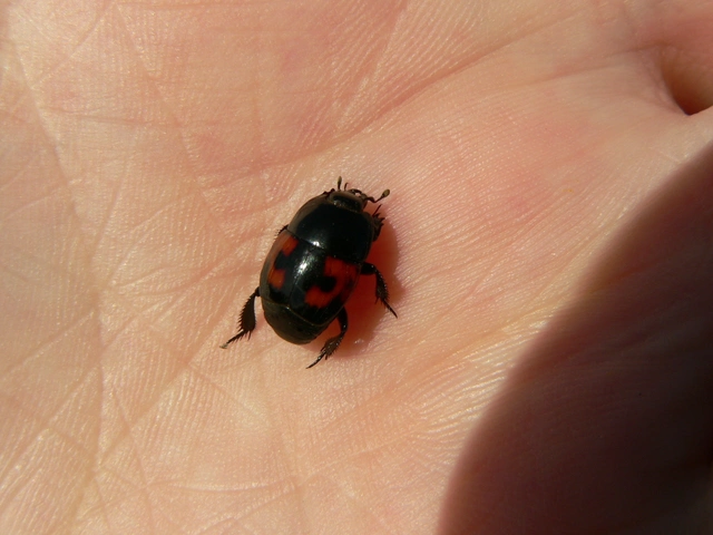 Hister quadrimaculatus - közönséges sutabogár