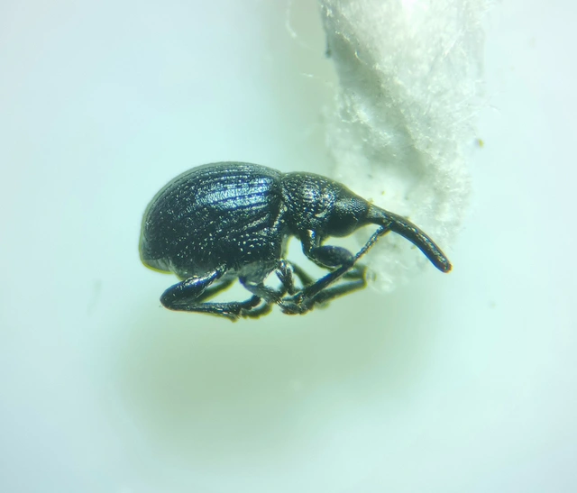 Omphalapion