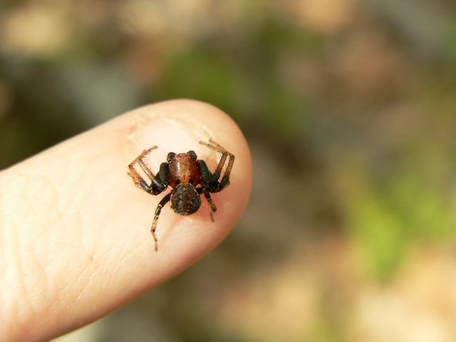 Xysticus lanio