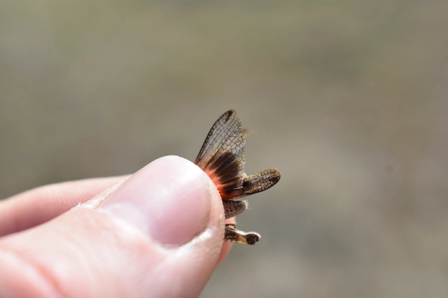 Acrotylus insubricus - önbeásósáska