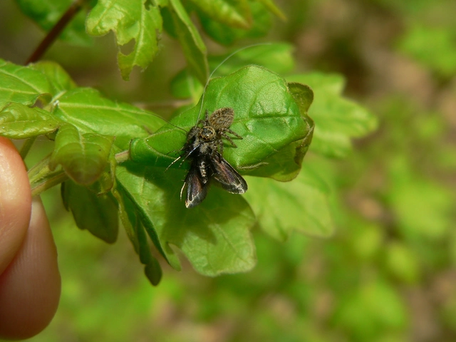 Carrhotus xanthogramma - rozsdás ugrópók