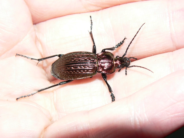 Carabus ulrichii - rezes futrinka Carabus ulrichii - rezes futrinka