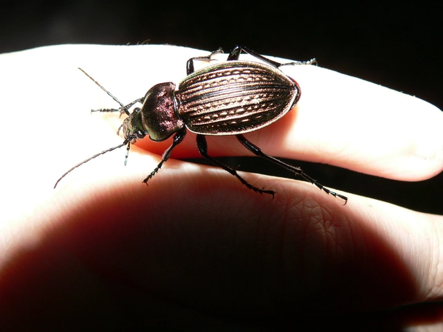 Carabus ulrichii - rezes futrinka Carabus ulrichii - rezes futrinka