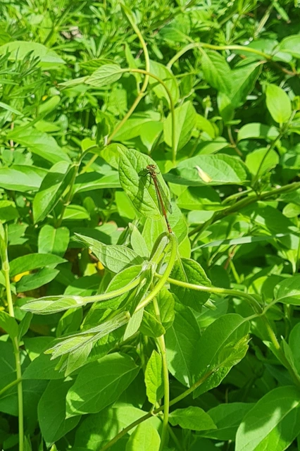 Pyrrhosoma nymphula interposita - vörös légivadász