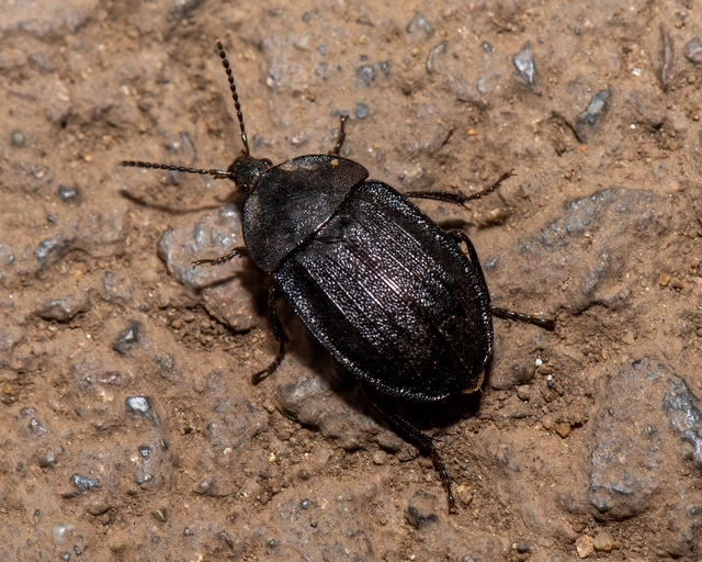 Phosphuga atrata - bordás csigarabló