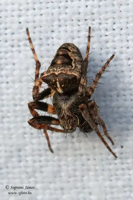 Gibbaranea bituberculata - kétcsúcsú keresztespók