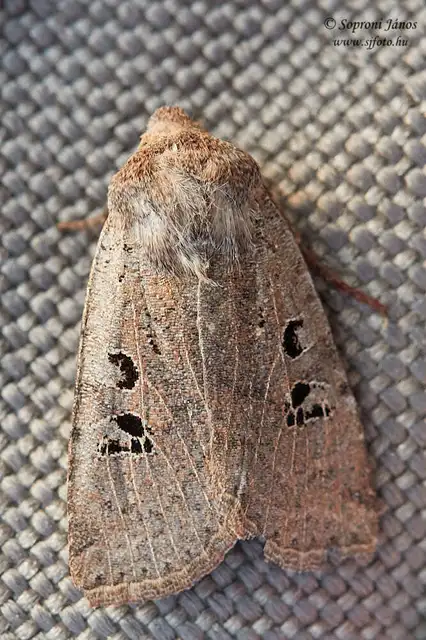 Conistra rubiginosa - szürke télibagoly