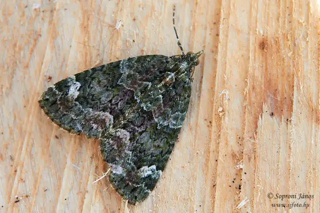 Chloroclysta siterata - salátazöld araszoló