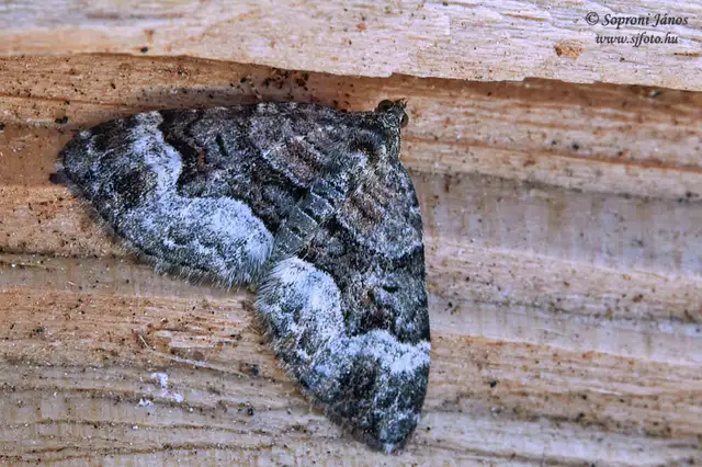 Xanthorhoe biriviata - kétsávos tarkaaraszoló