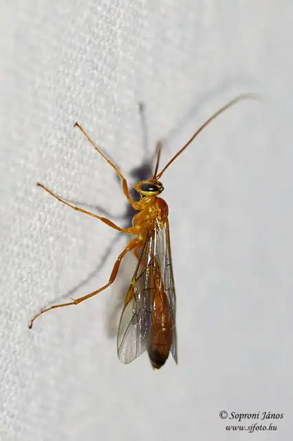 Hymenoptera - Hártyásszárnyúak