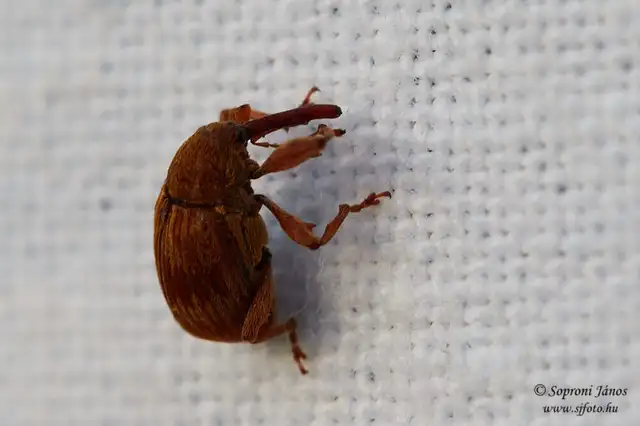 Anthonomus rectirostris - meggymaglikasztó Anthonomus rectirostris - meggymaglikasztó