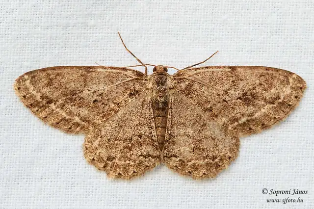 Ectropis crepuscularia - avararaszoló