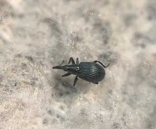 Mesotrichapion punctirostre - pontosorrú cickányormányos