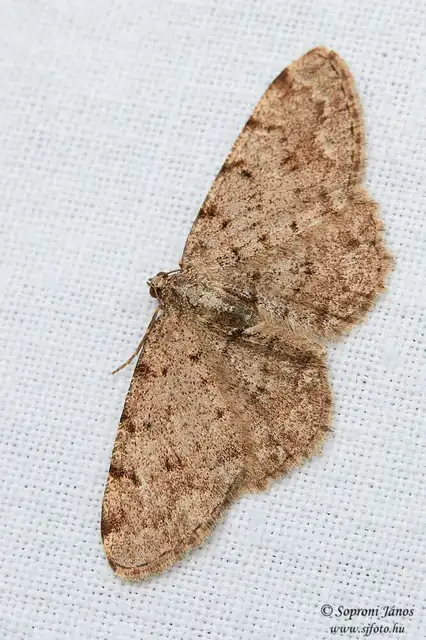 Aethalura punctulata - szürke égeraraszoló