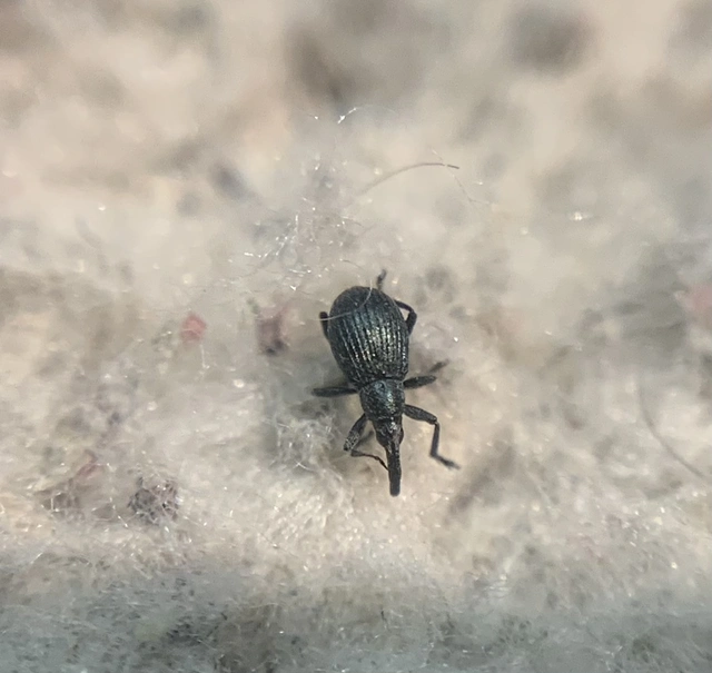 Mesotrichapion punctirostre - pontosorrú cickányormányos