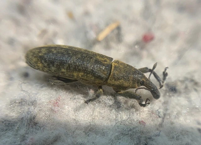 Lixus bardanae - lórom-dudvabarkó
