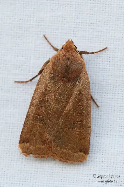 Conistra erythrocephala - vörösfejű őszibagoly