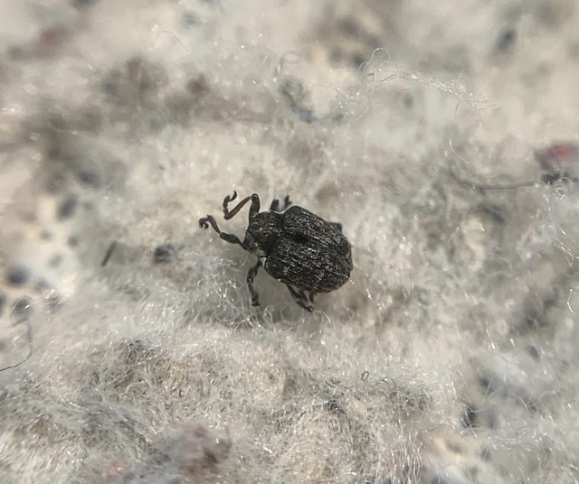 Pelenomus canaliculatus - árkostorú keserüfü-ormányos